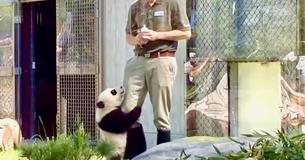 Cute Zookeeper Melts Hearts Bottle-Feeding Baby Panda
