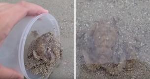 Man redt octopus en krijgt onmiddellijk dankbaarheid