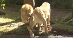 Zoo Euthanizes Senior Lion Soulmates Together So Neither Had To Live Alone