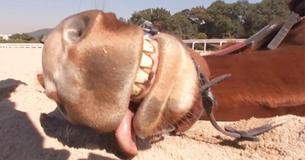 Hammy Horse Plays Dead The Moment Riders Try To Mount Him