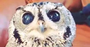 Introducing Zeus — Rescued Blind Owl With Stunning Galaxies As Eyes