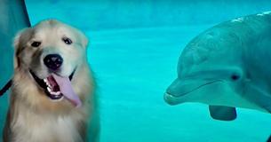 Internet Celebrity Golden Retriever Hung Out With Dolphins At Aquarium — Footage Is Wholesome