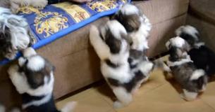 Precious Shih Tzu Puppies After Their First Bath