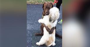 Twee hondjes omhelzen elkaar