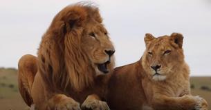Des Lions du cirque passent huit ans en captivité - Libérés et touchent l'herbe pour la première fois