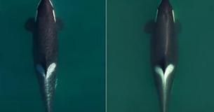 De orka die haar overleden kalf 17 dagen lang meer dan 1500 kilometer met zich meedroeg, is weer zwanger