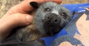 Une adorable chauve-souris adore être chouchoutée et fait aussi des bruits agréables