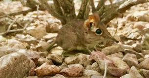 Tiny Elephant Shrew Spotted Again After 50 Years