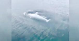 Very Rare White Killer Whale Spotted Off The Coast Of Alaska