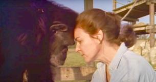 Des chimpanzés voient leur mère humaine pour la première fois depuis 25 ans et sont incapables de retenir leur affection