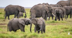 A Recent Elephant Baby Boom In Kenya Included Rare Elephant Twins