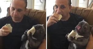 Incredibly Chill Clip Of Man And Dog Eating Burritos