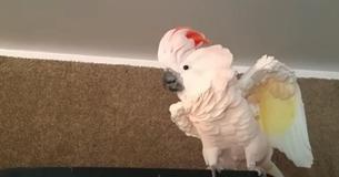 Un oiseau refuse de retourner en cage et le fait savoir en disant des gros mots