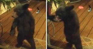 Une maman ours gronde son petit pour avoir jeté un coup d’œil à la fenêtre d'une femme et les images deviennent virale