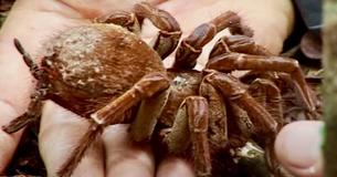 Twelve Traits Of A Goliath Birdeater — Unexpectedly Gentle Giant