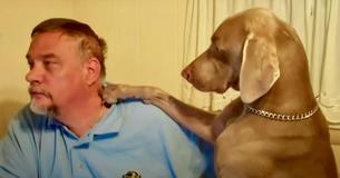 Dog Is Obsessed With Getting Owner's Attention As He's Attempting To Work