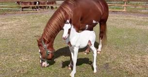 Uncommon 'Medicine Hat' Foal Gains Internet Fame For Supernatural Features