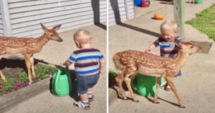 Tiny Toddler Becomes Friends With Deer And Gets Lots More Than He Bargained For