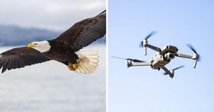 Bald Eagle Attacks And Destroys $950 State Drone Flying 160ft In The Air