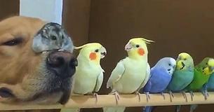 Dog, Hamster, And Eight Birds Are The Unlikeliest BFFs On Record
