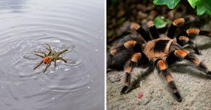 Texas Currently Has Swimming Tarantulas That Exist To Wholly Ruin Humans