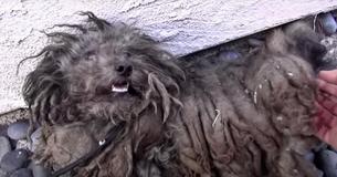 Soul Of Abandoned Broken Dog Salvaged With Touch Of Kindness