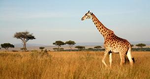 World's Tallest Giraffe Is 18 Feet, 8 Inches High – Measuring Him Took A Few Months
