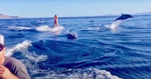 A Group Of Dolphins Chases Woman Surfing In Impressive Clip
