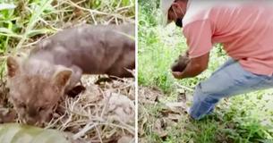 Un fermier découvre un chaton abandonné sur la route et se charge de l'accueillir avant d'apprendre que c'est un couguar sauvage