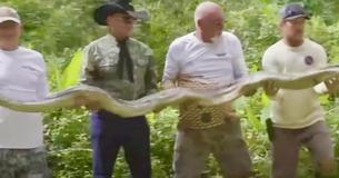 Python van 75 kilo en 50 eieren onder huis in Florida gevonden 