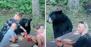 Un oso negro salvaje apareció en un pícnic familiar y se comió un sándwich