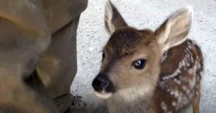 Adorable Baby Deer Believes Logger Is Its Mother