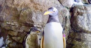 Same-Sex Penguin Couple Becomes Proud Parents After Jointly Hatching An Adopted Egg