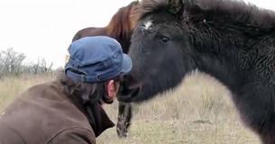 Dierenarts bevrijdt geketend paard - Hij had geen idee dat hij het beste bedankje van zijn leven zou krijgen