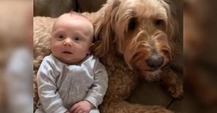 Sweet Goldendoodle Keeps Saying He Loves His Newborn Human Brother