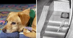 Husband And Wife Wake Up To Pup They Haven't Seen Before In Family Room