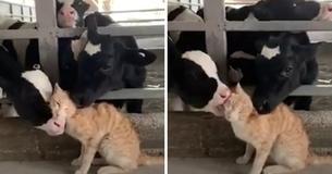 Herd Of Cows Give Kitty A Bath