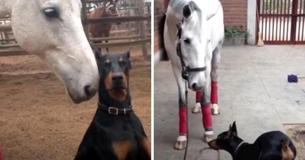 Sweet Dog And Enormous Horse Build Bromance