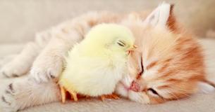Precious Cat Meets Young Chick And Their Friendship Is Adorable