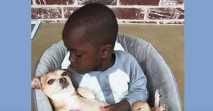 Small Boy And 13-Year-Old Chihuahua Do Everything Together