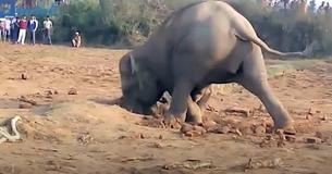 Una madre elefante cava durante 11 horas en un intento desesperado de liberar a su cría atrapada