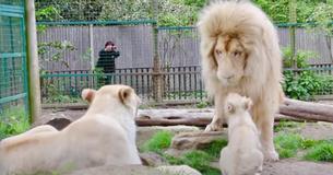 Un lion blanc rencontre son petit pour la première fois