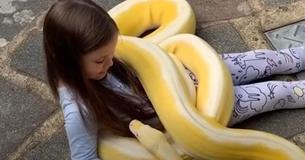 Vader zegt dat zijn kleine meid zichzelf gelukkig mag prijzen dat ze zo'n nauwe band heeft met een python van 5 meter lang