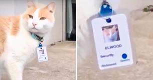 Cat Hangs Around A Hospital For A Year, Consequently Gets Hired As A Security Cat