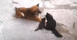 Une mère chatte présente ses chatons à son ami le chien