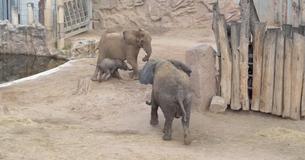 Prachtig moment van een olifant die na een scheiding van 12 jaar met dochter en kleindochters herenigd wordt