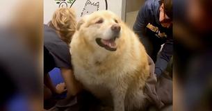 Un propriétaire demande au vétérinaire du Golden Retriever en surpoids de procéder à son euthanasie, mais le vétérinaire refuse