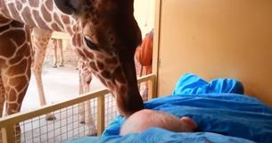Giraffe geeft terminaal zieke onderhoudsmedewerker van de dierentuin een afscheidskus