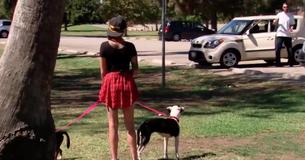 Une fille se promenant avec 2 chiens tristes au parc voit un homme en blanc sortir d'une voiture et découvre qu'il est le vrai propriétaire
