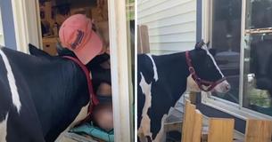 Endearing Cow Moos At Dad's Window To Demand Hugs And Cuddles Each Morning